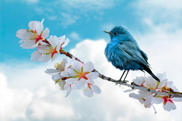 img/bird.jpg