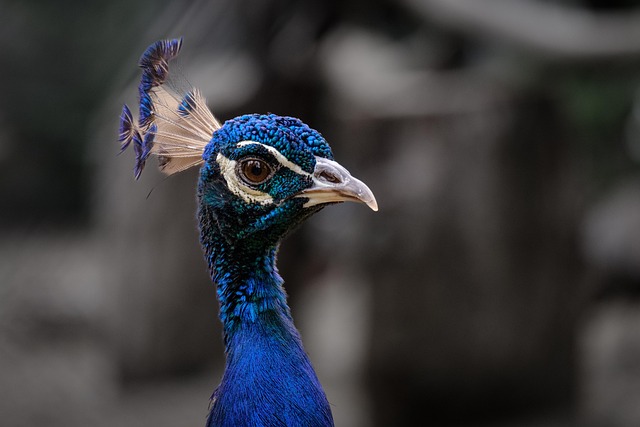 img/peacock.jpg