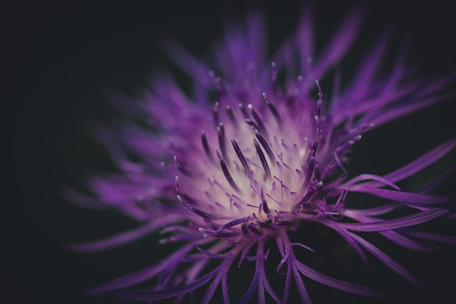 img/purple-flower.jpg