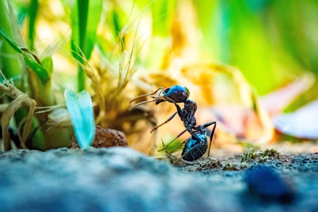 ant