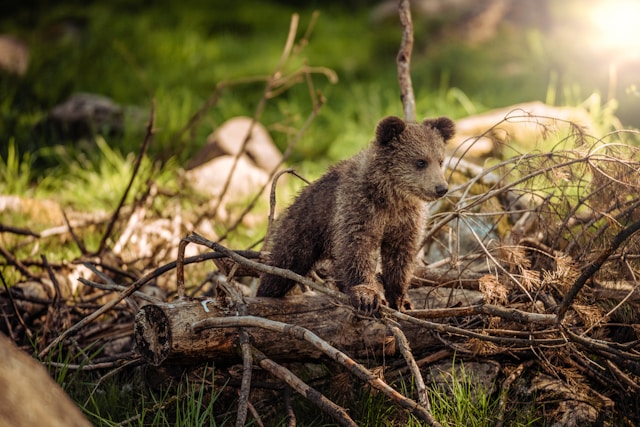 bear_baby