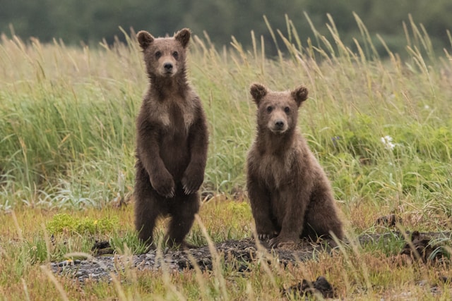 bears