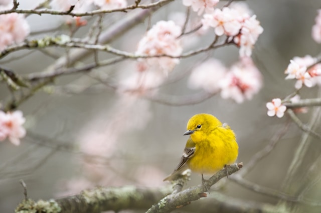 bird