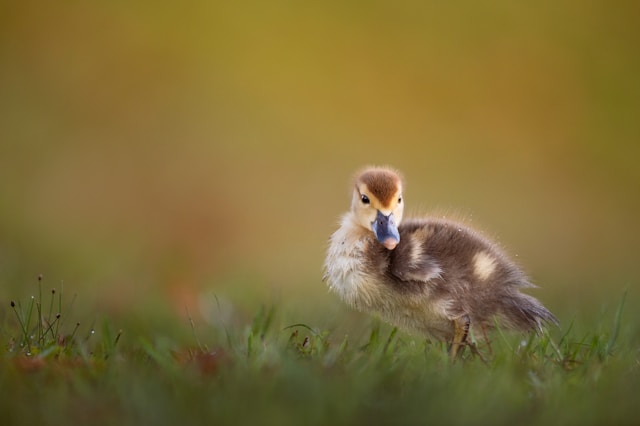 duck