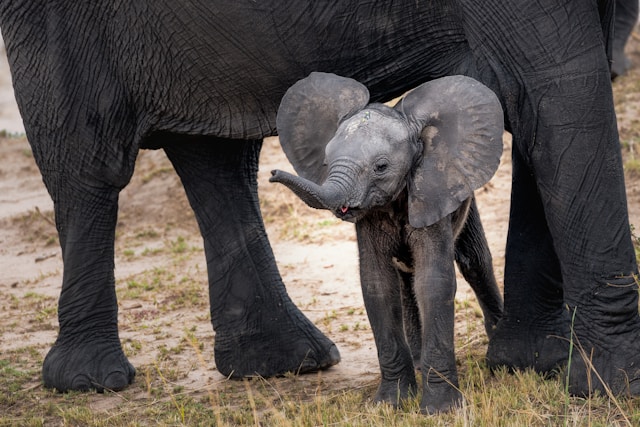 elephant_baby