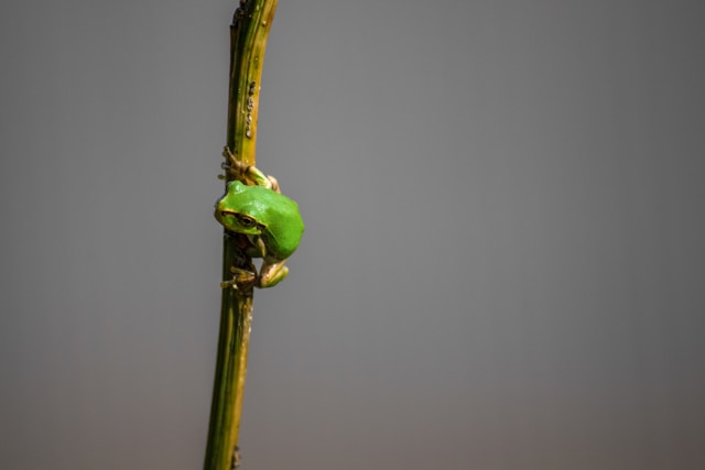 frog