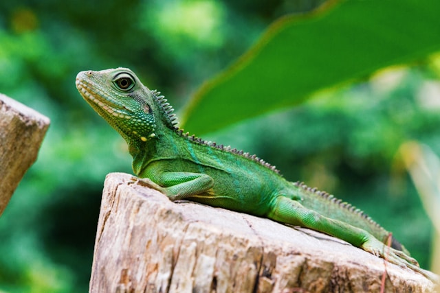 lizard