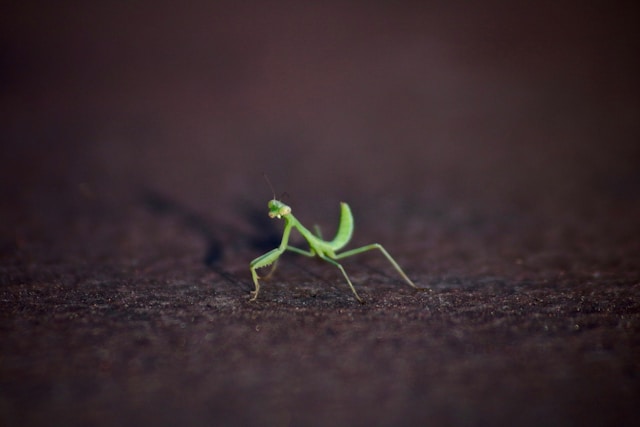 mantis