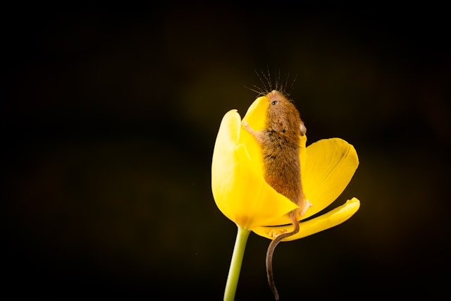 mouse