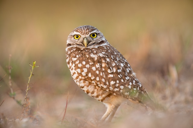 owl