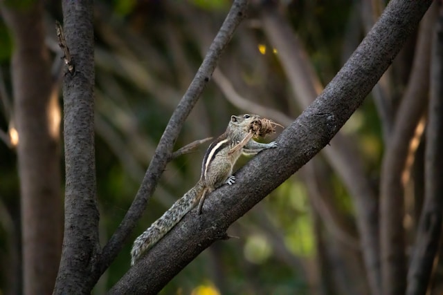 squirrel