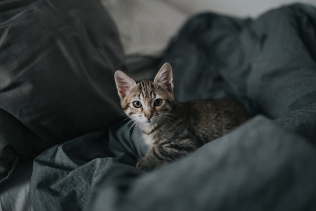 cat