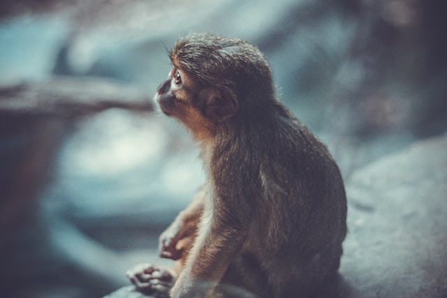 monkey
