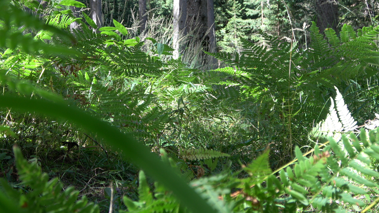 ein Foto von einem Gebüsch in einem Wald