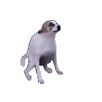 emote dog