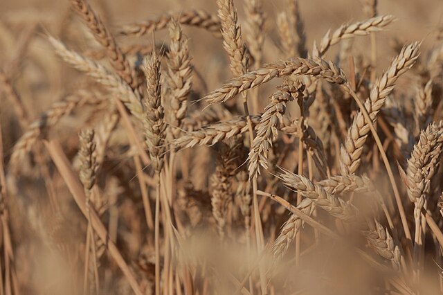 Wheat