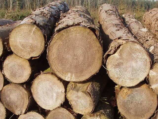 Wood
