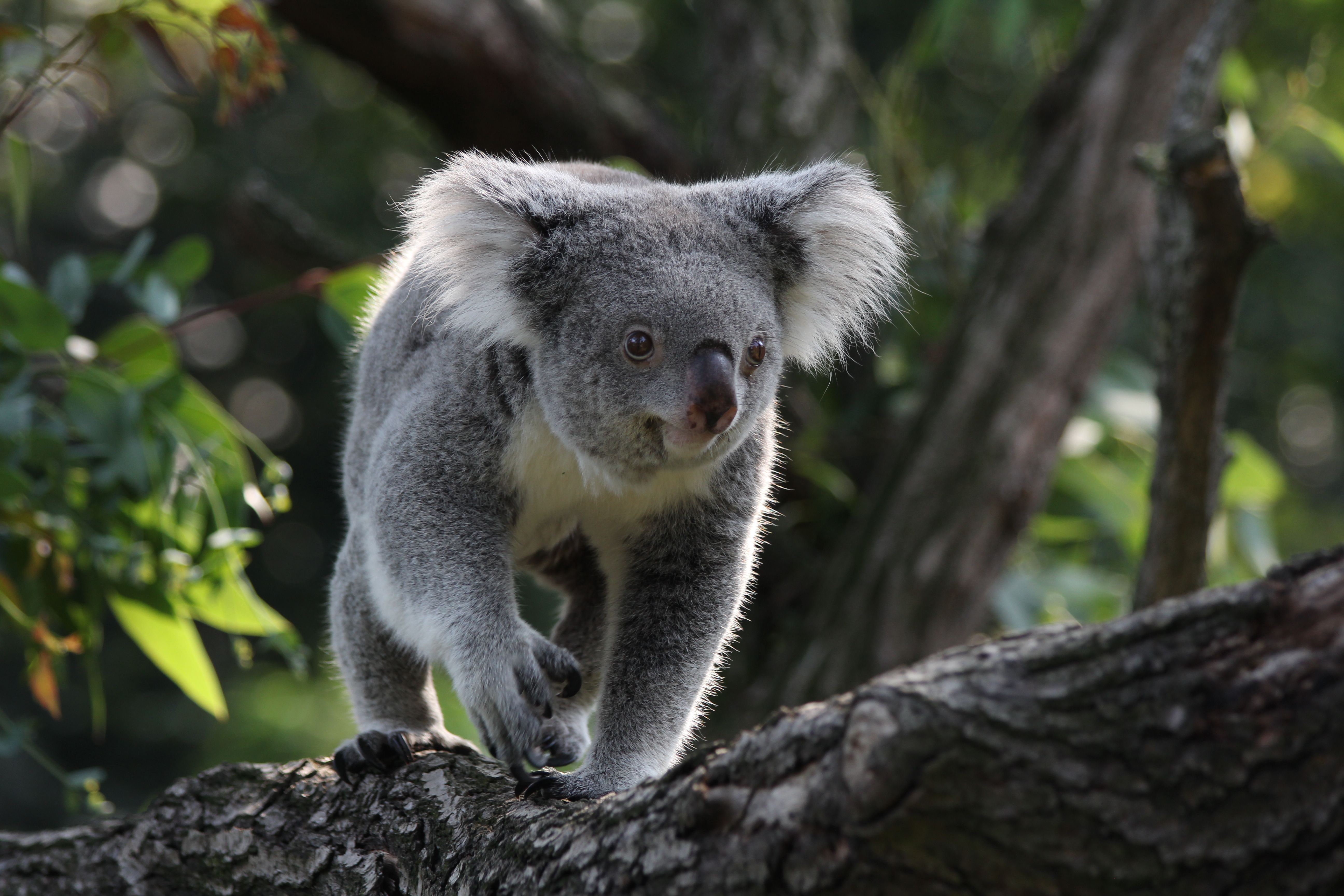 Ein Koala im Zoo Duisburg