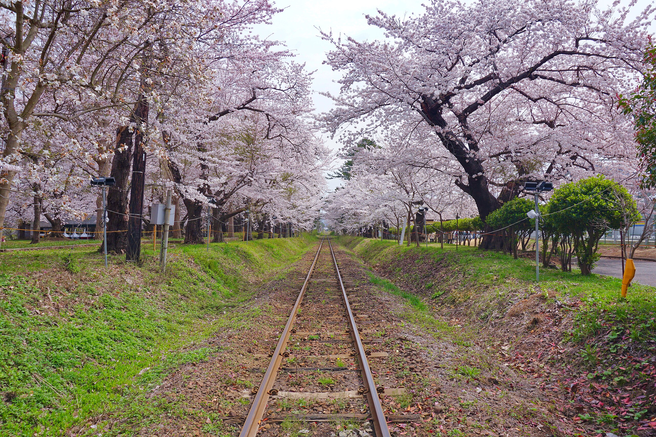 Kirschblüten in voller Pracht