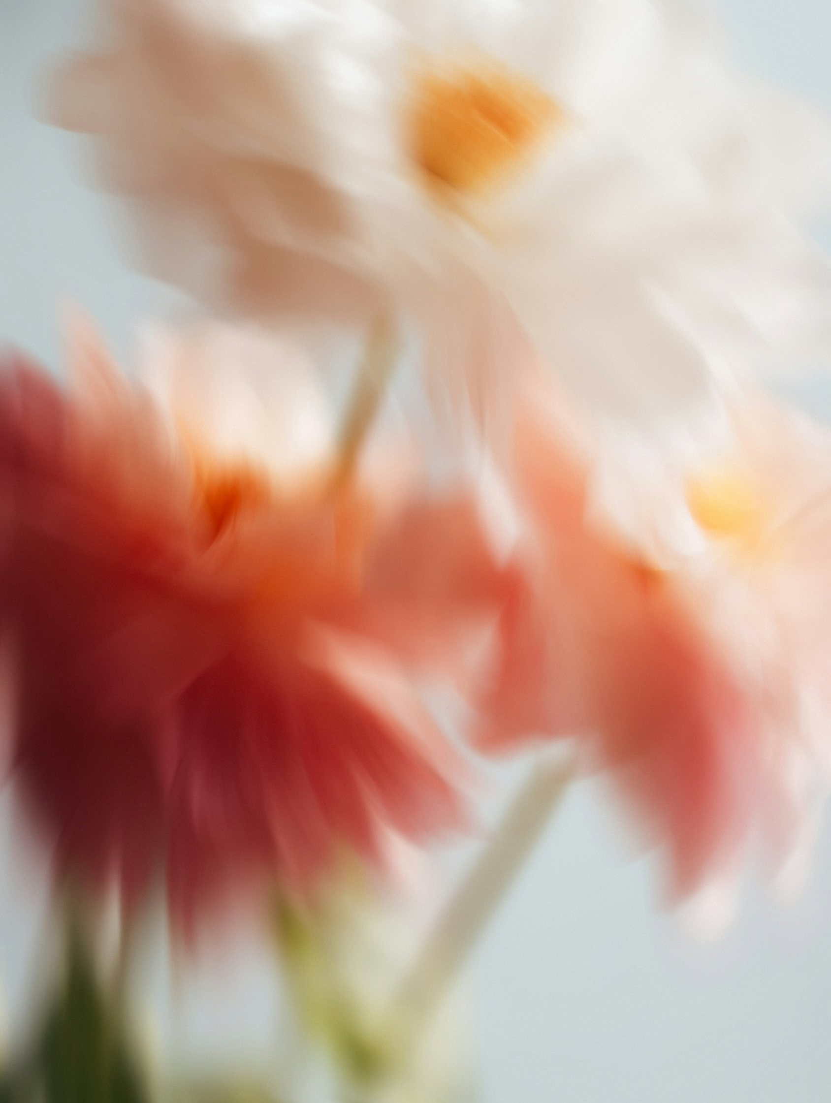 Flower 1 image