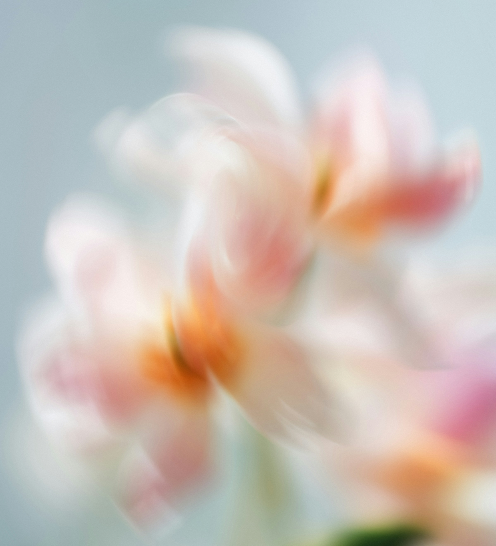 flower2 image