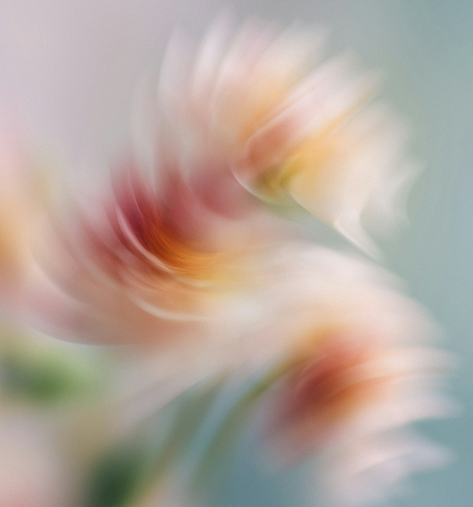 Flower 3 image