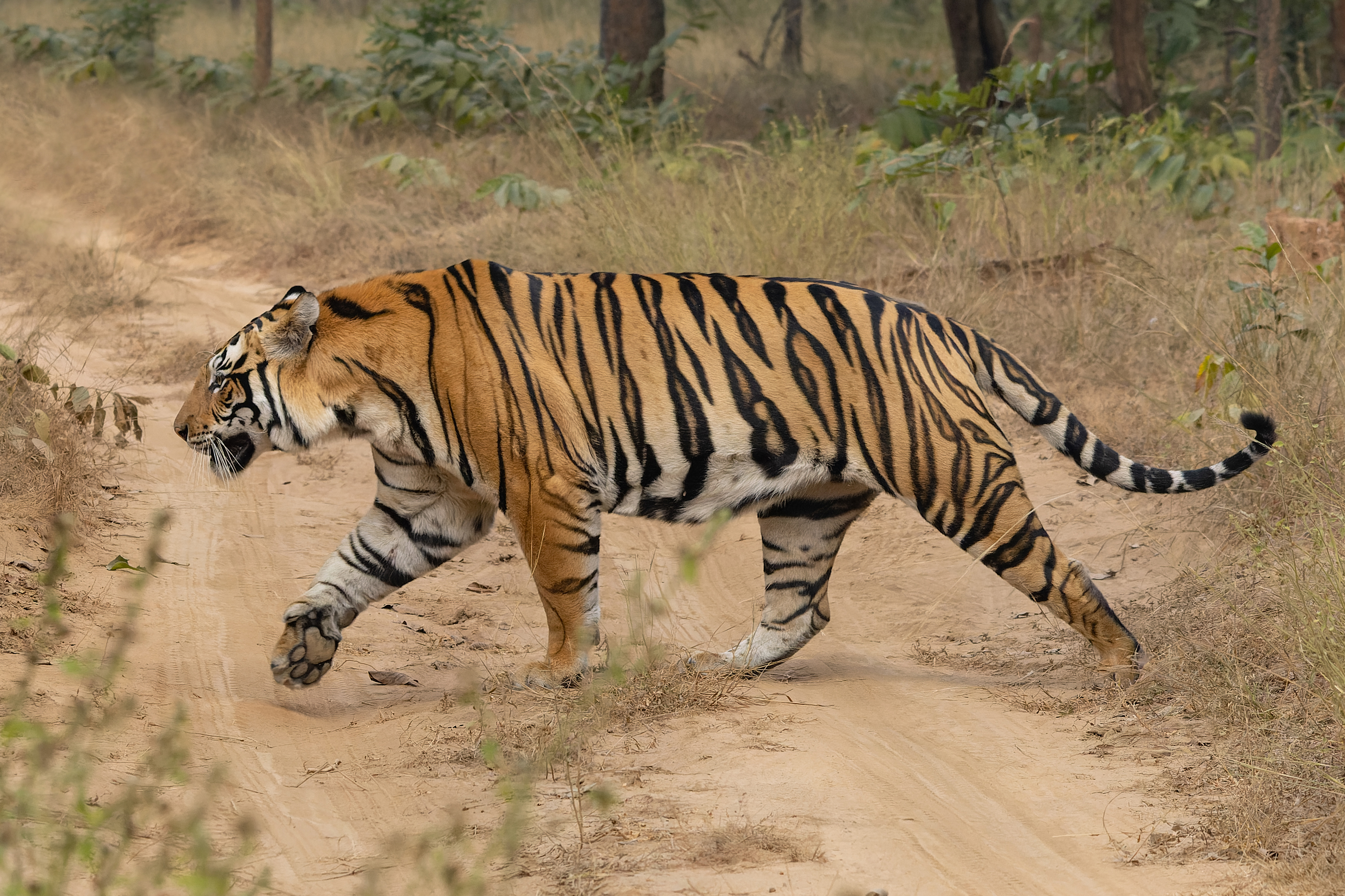 There should be a tiger here