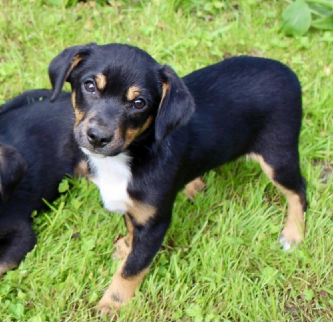 Picture of Brazzo as a baby