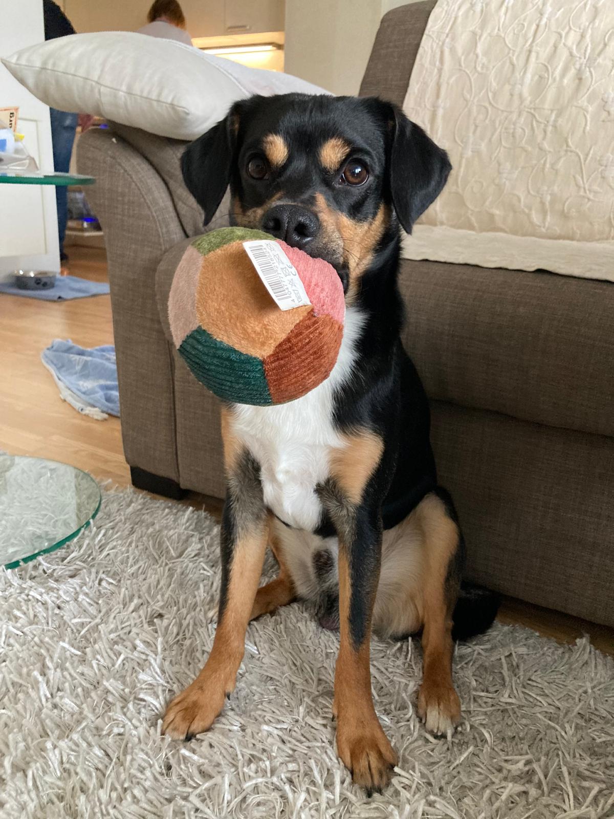 Picture of Brazzo holding a ball