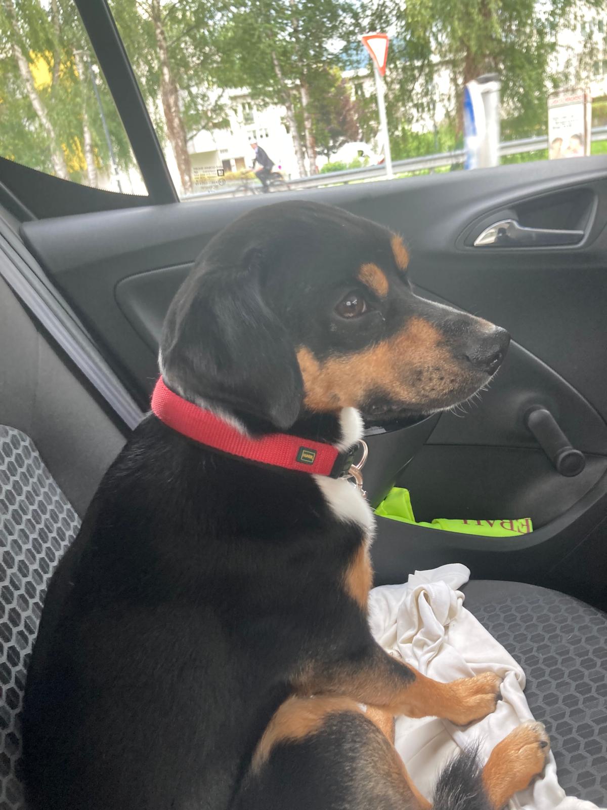 Picture of Brazzo sitting in a car