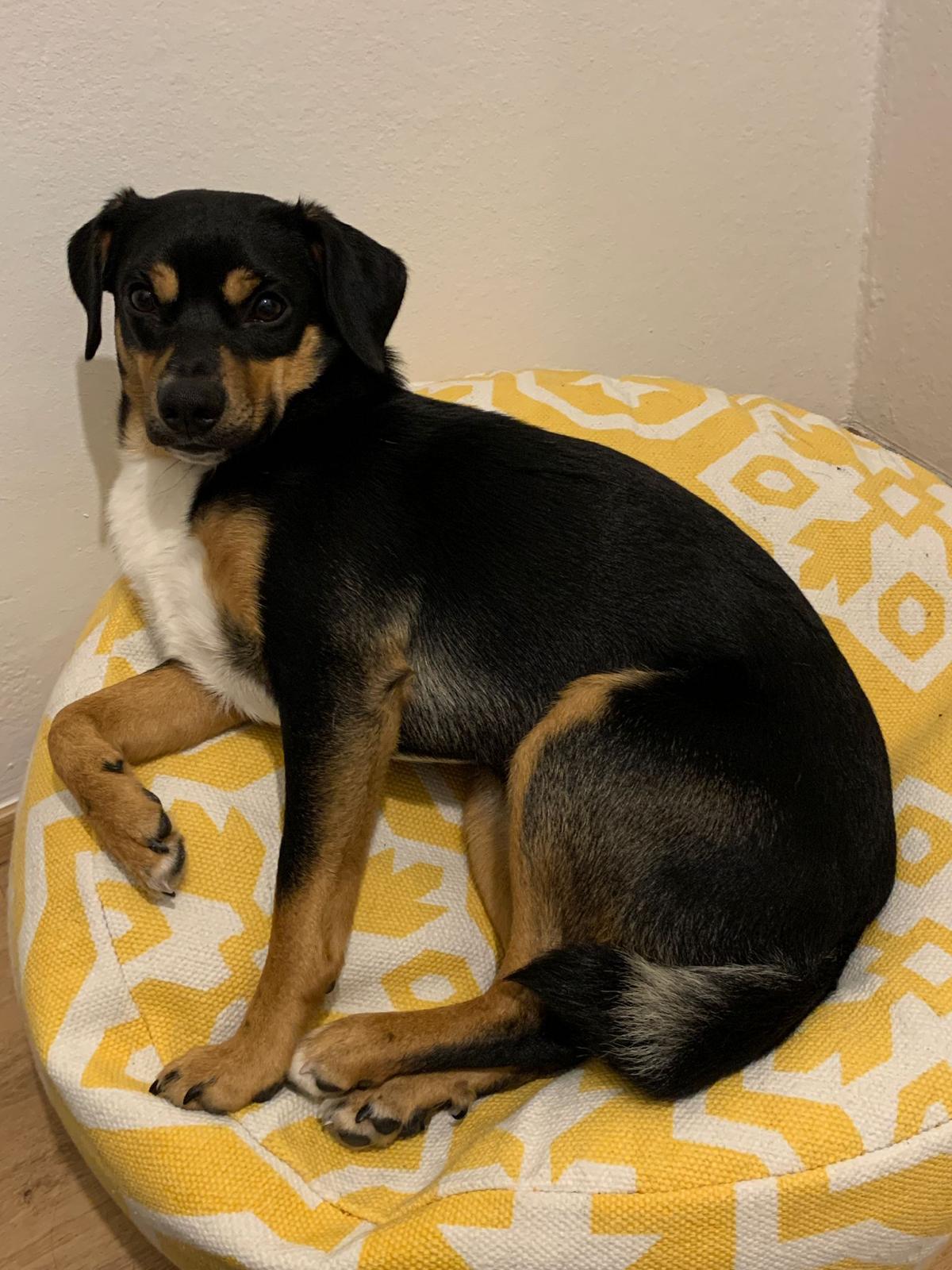 Picture of Brazzo on a bean bag