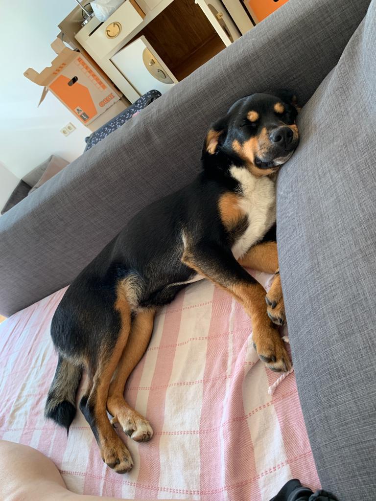 Picture of Brazzo on the sofa