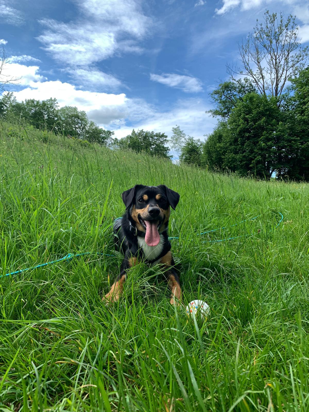 Picture of Brazzo on a field with his ball