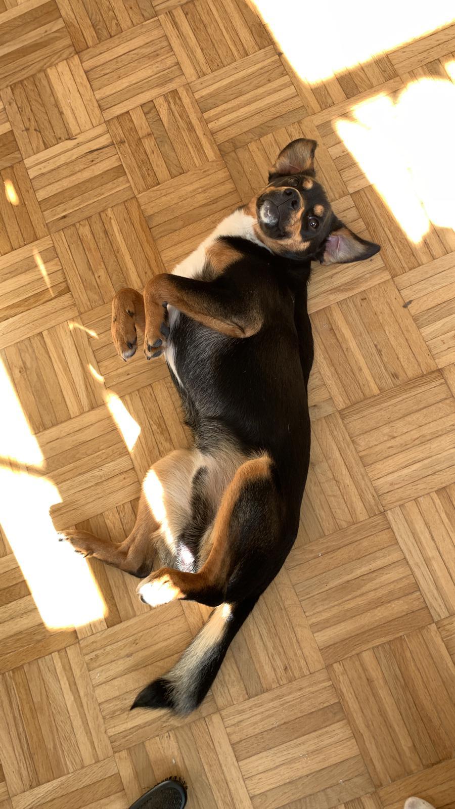 Picture of Brazzo relaxing on the floor