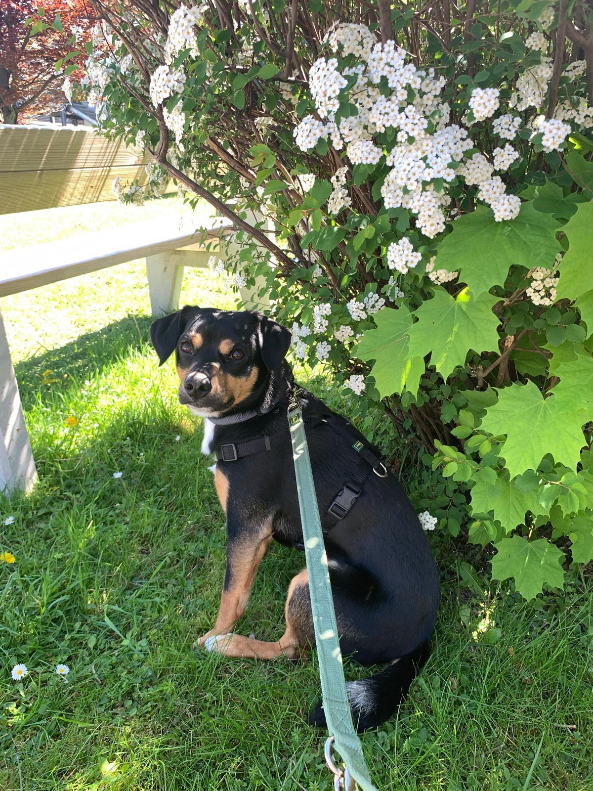 Picture of Brazzo behind some beautiful flowers