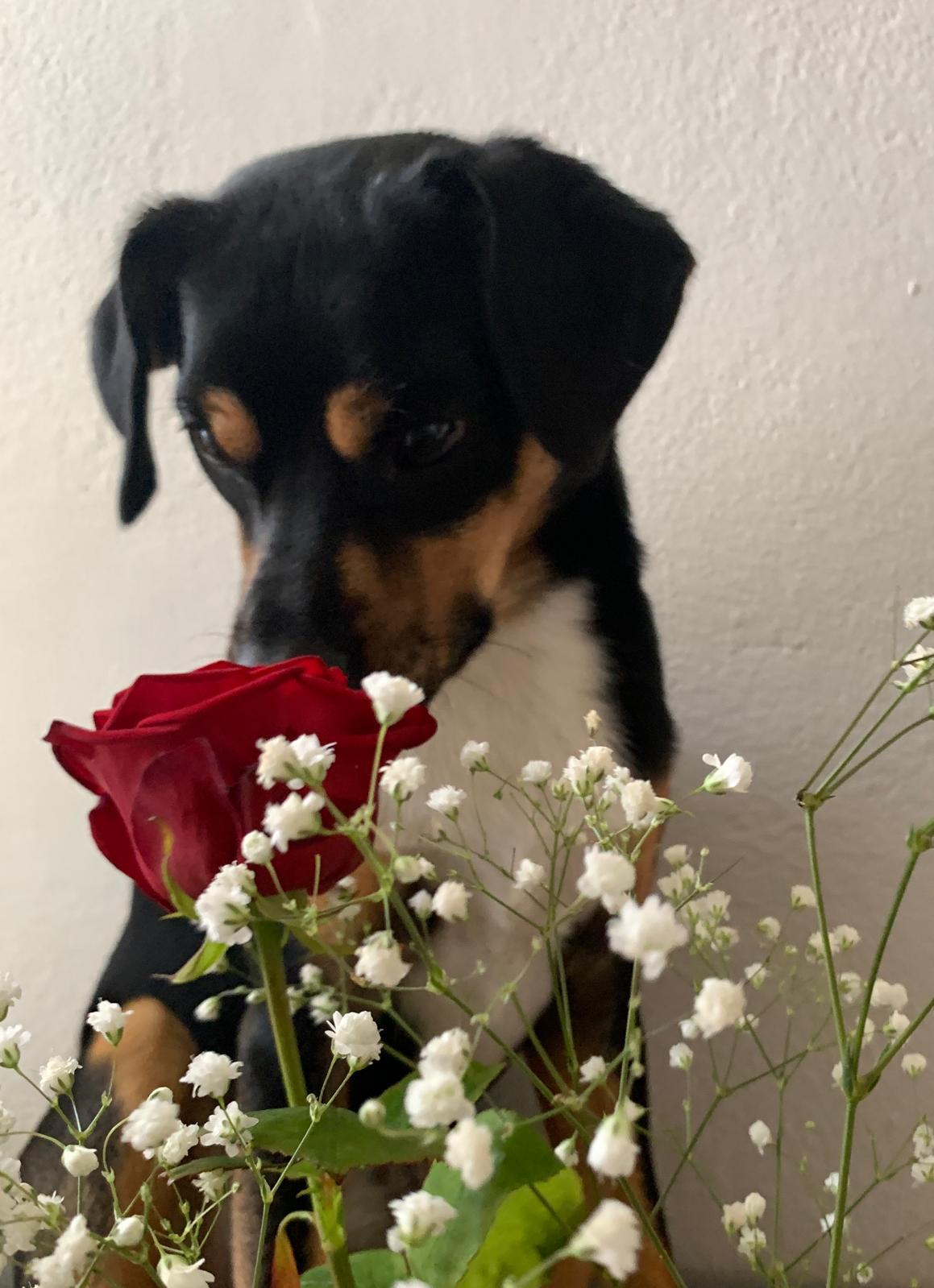 Picture of Brazzo sniffing a rose