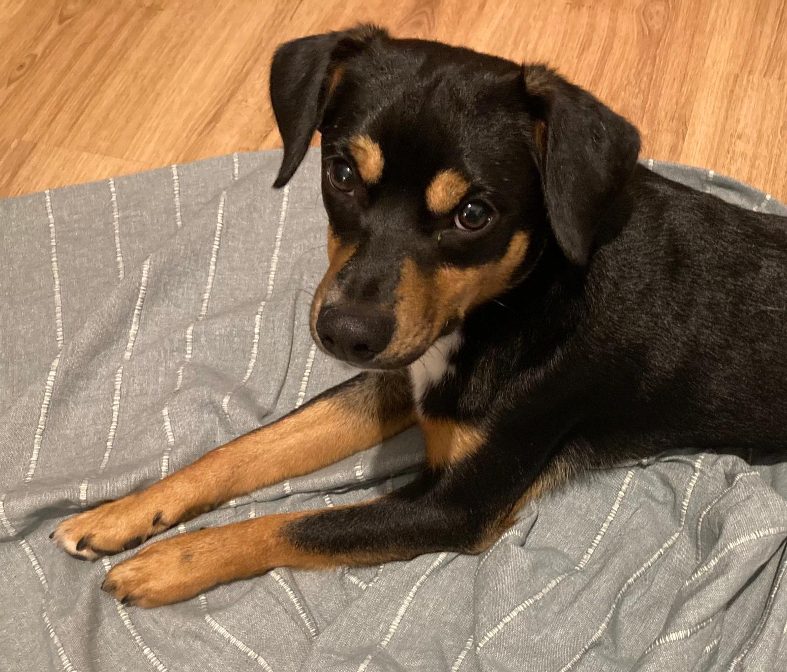 Picture of Brazzo staring into the camera