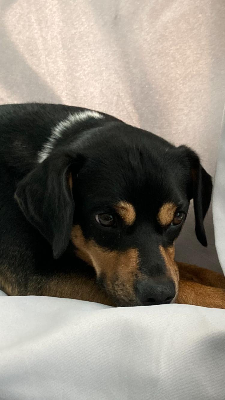 Picture of Brazzo looking sad