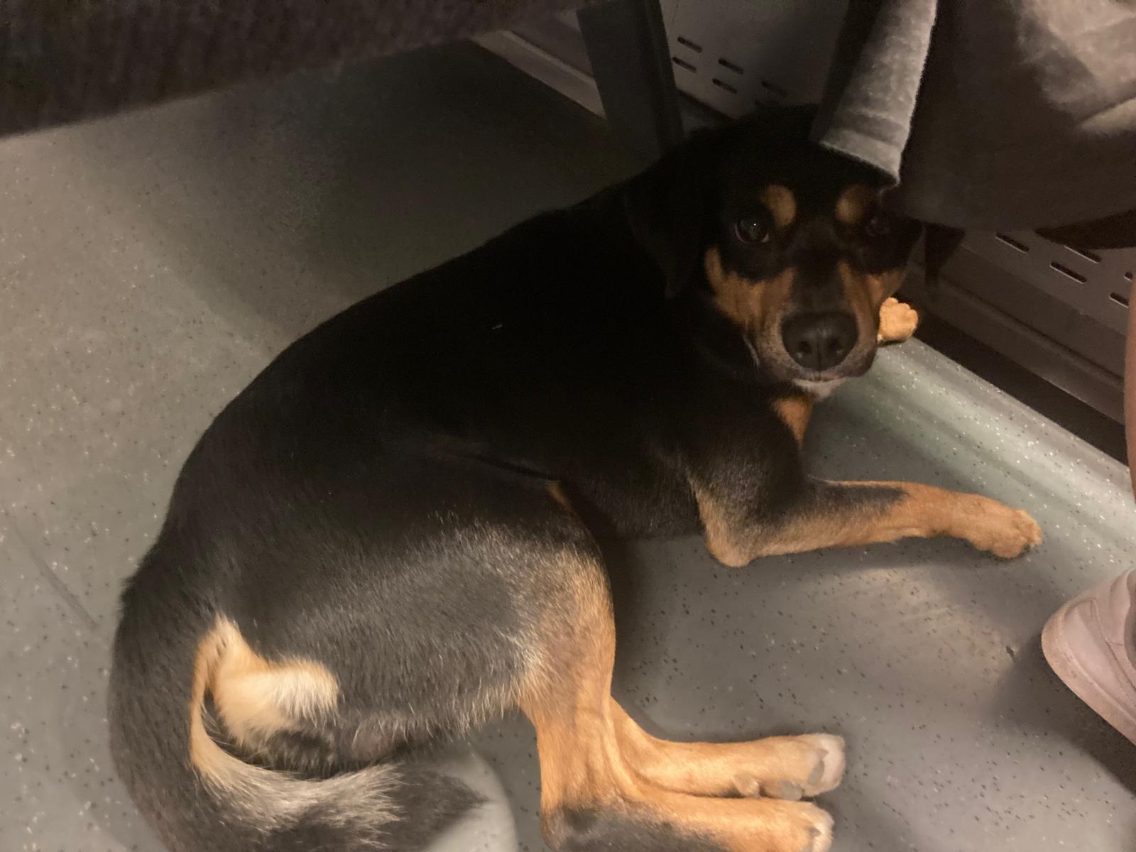 Picture of Brazzo in the train