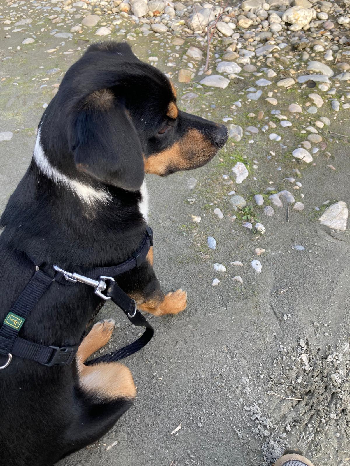 Picture of Brazzo looking cute on the shore