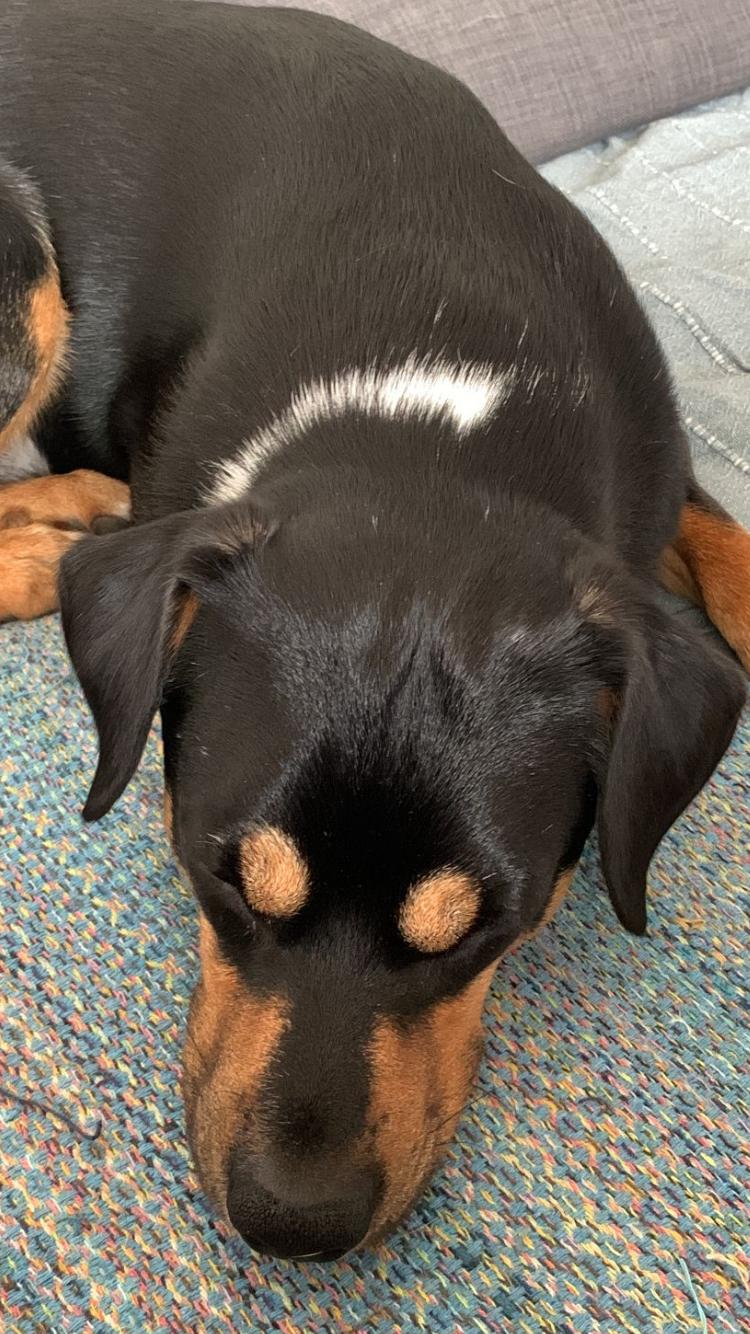 Picture of Brazzo looking sleepy