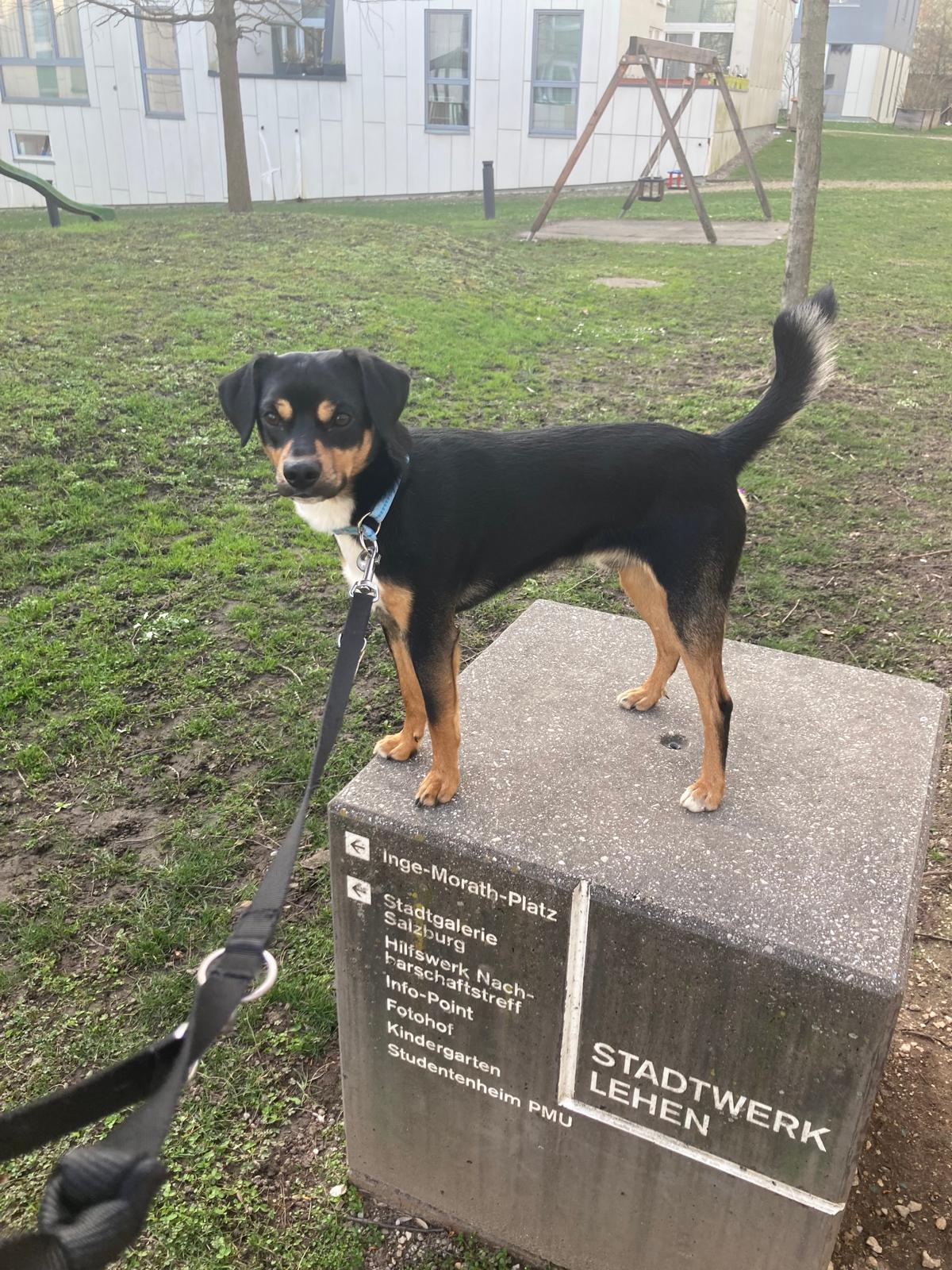 Picture of Brazzo on top of a small platform