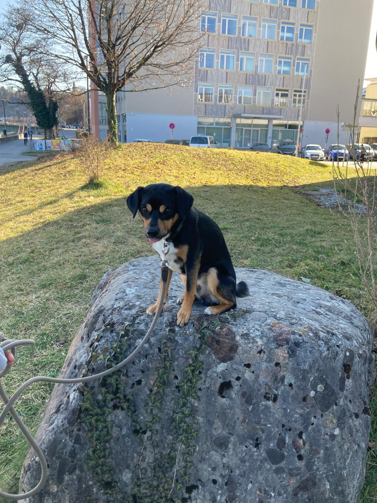 Picture of Brazzo on top of a small stone