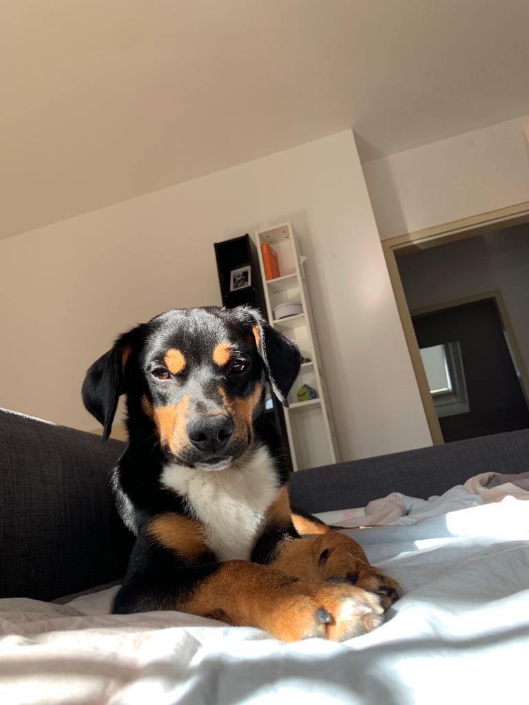 Picture of Brazzo with the sun shining in his face