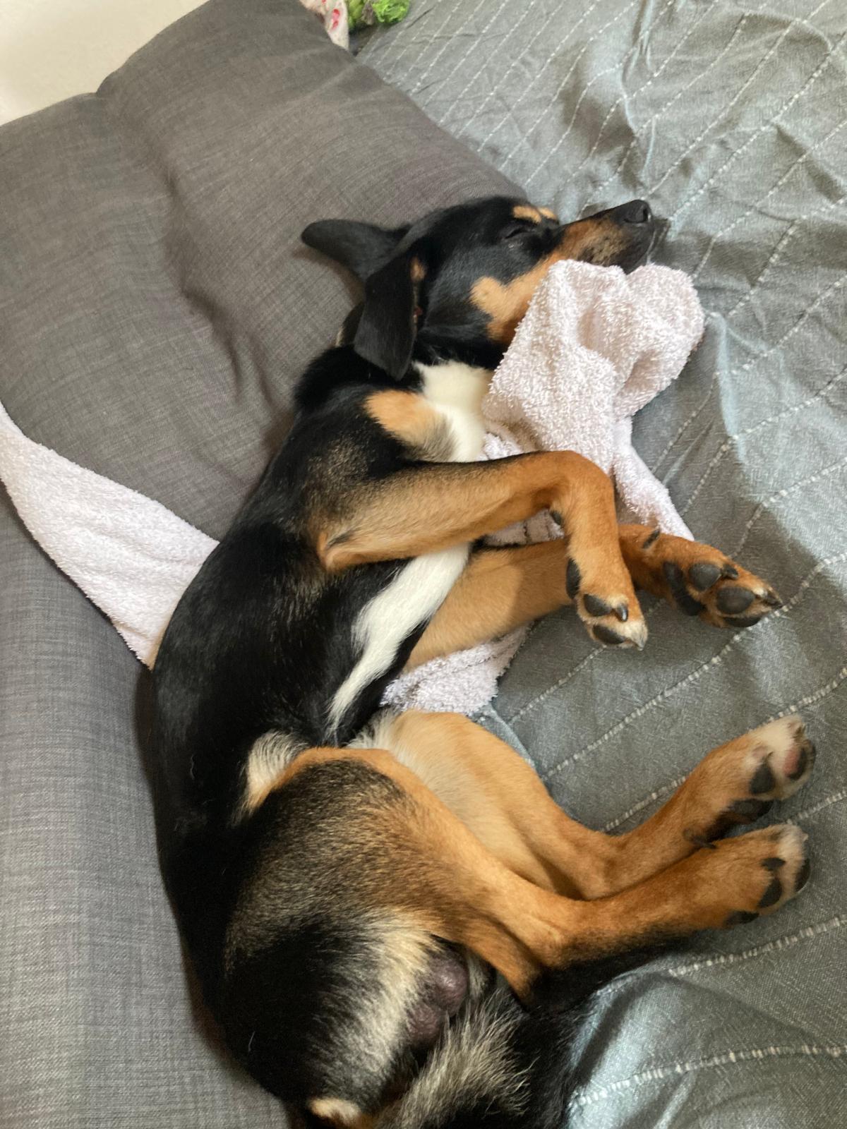 Picture of Brazzo covered in a blanket