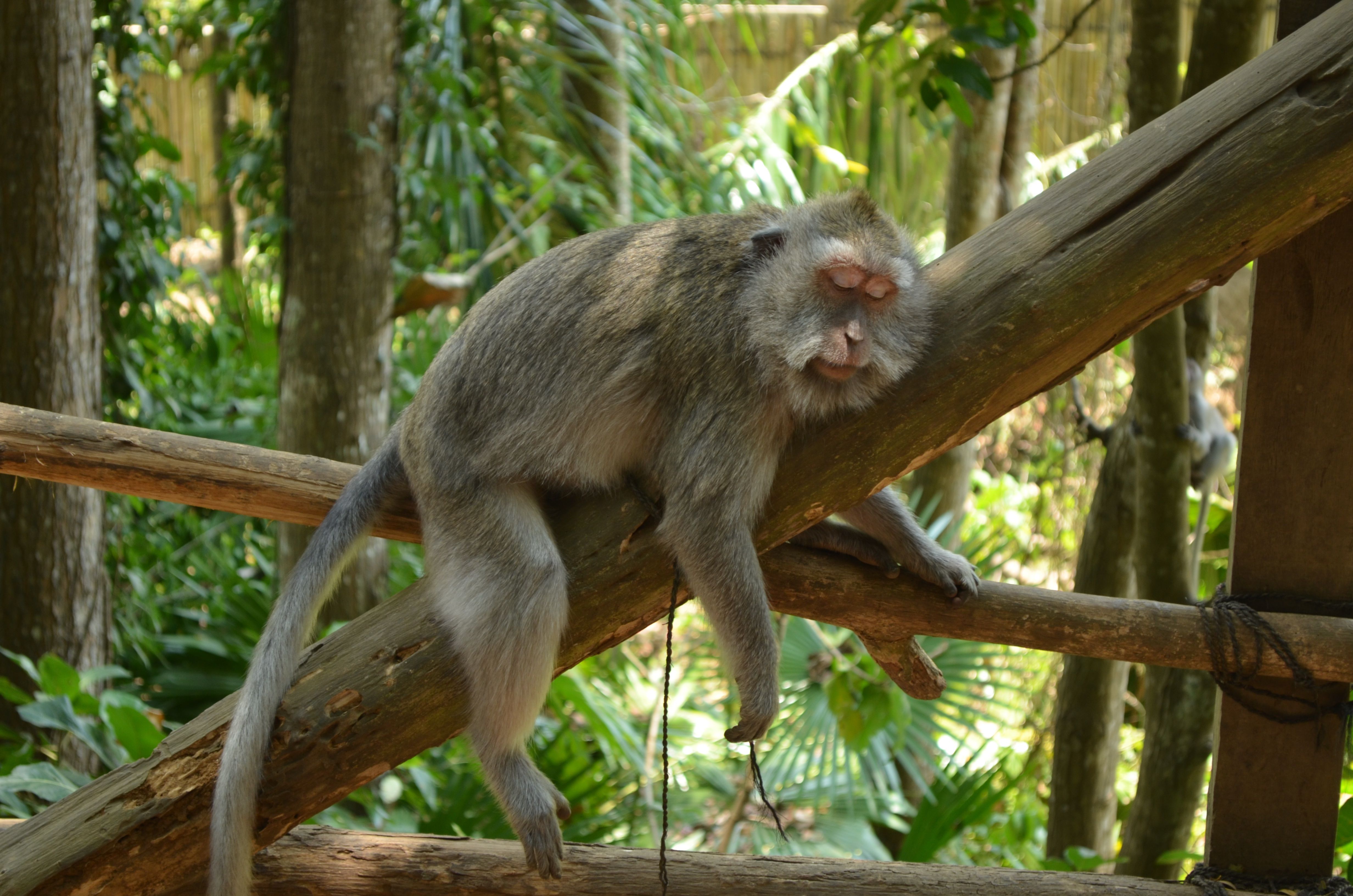 Reise nach Ubud, Indonesien - Backpacking durch Bali