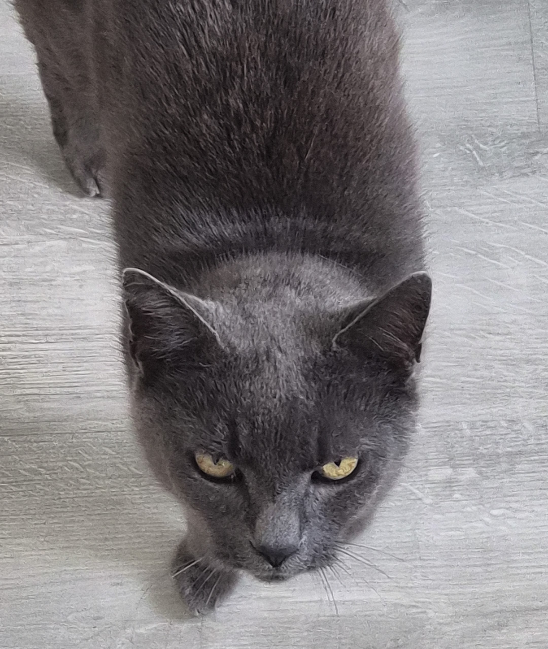 Meine Katzi