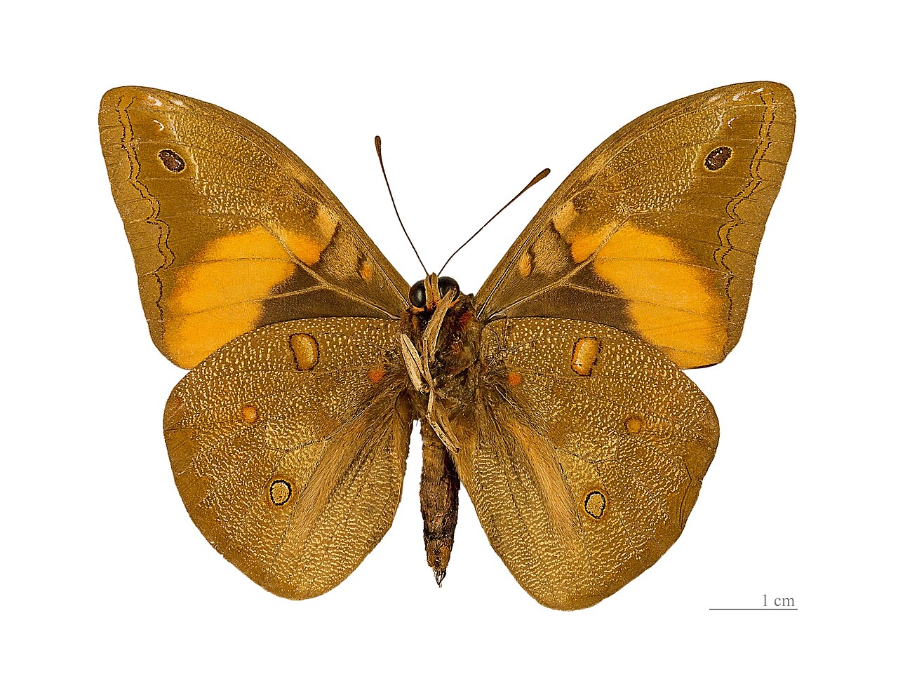 Schmetterling