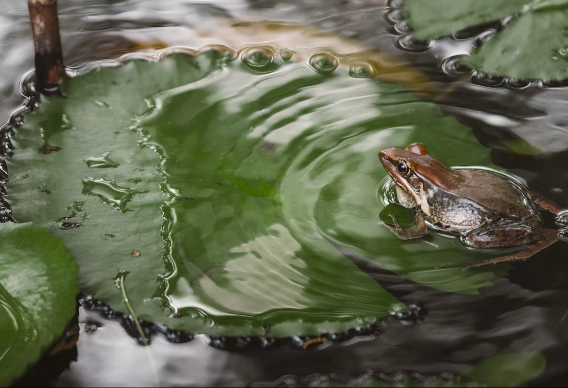 Bild vom Frosch