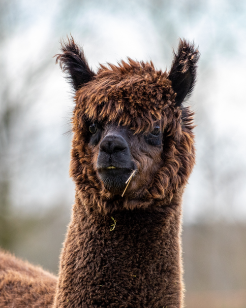Picture of an Alpaca
